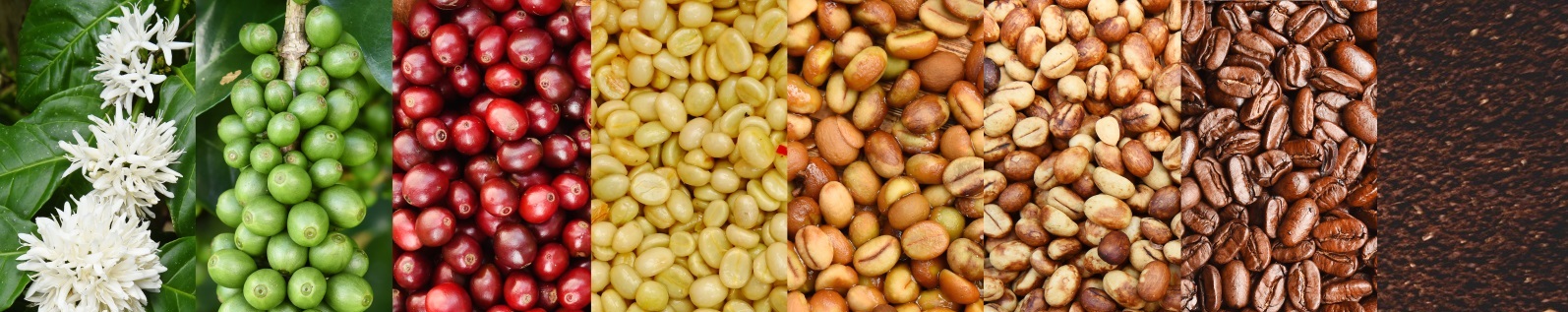 Pillar Coffee Estates